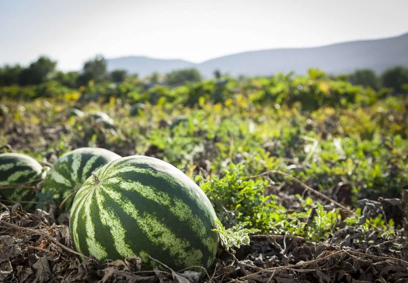 Melons
