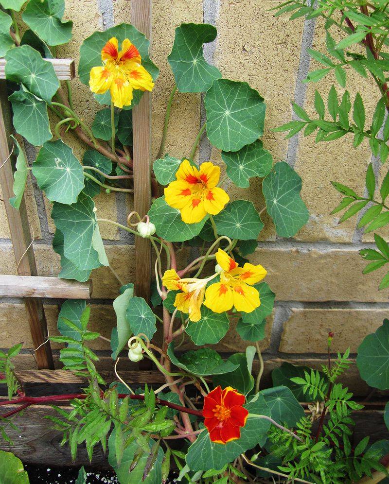 Cucumbers and Nasturtiums