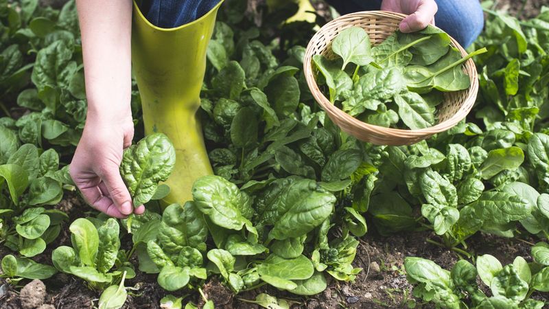Spinach