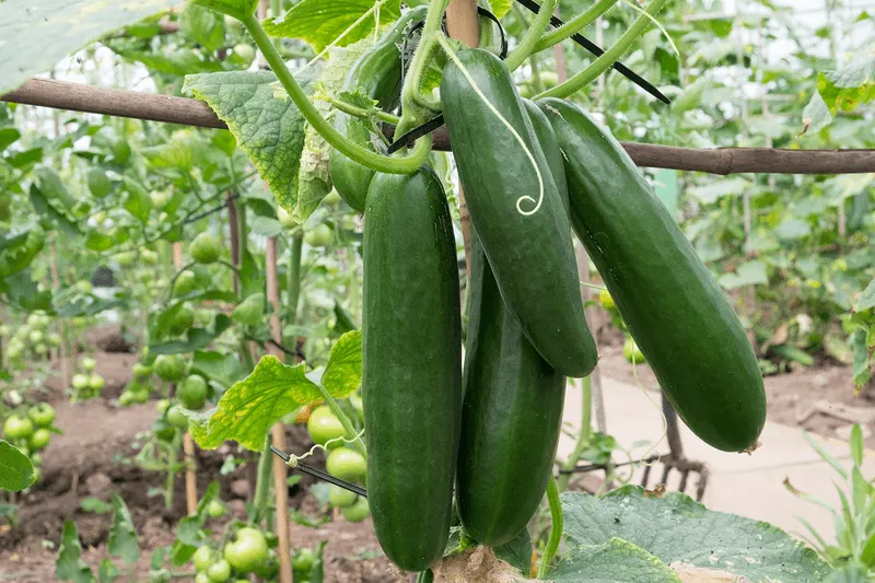 Cucumbers