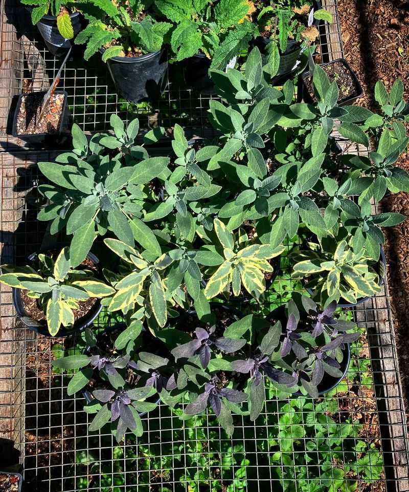 Culinary Plant Exploration