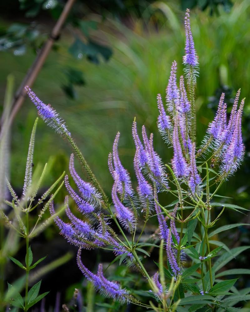 Culver's Root