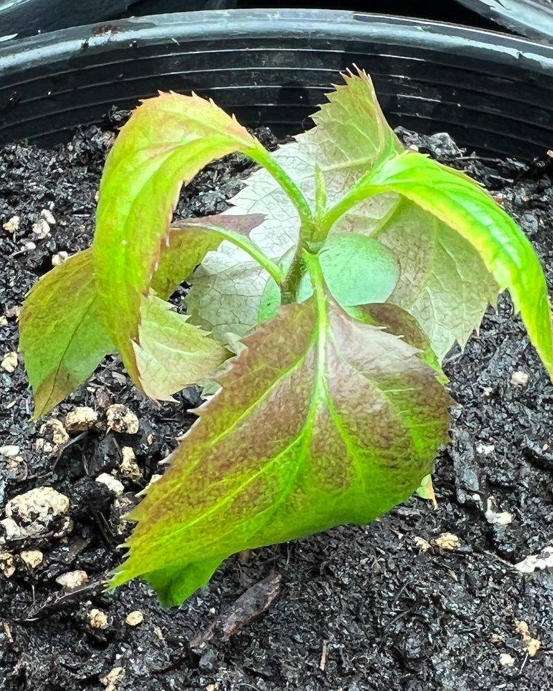 Curling Leaves