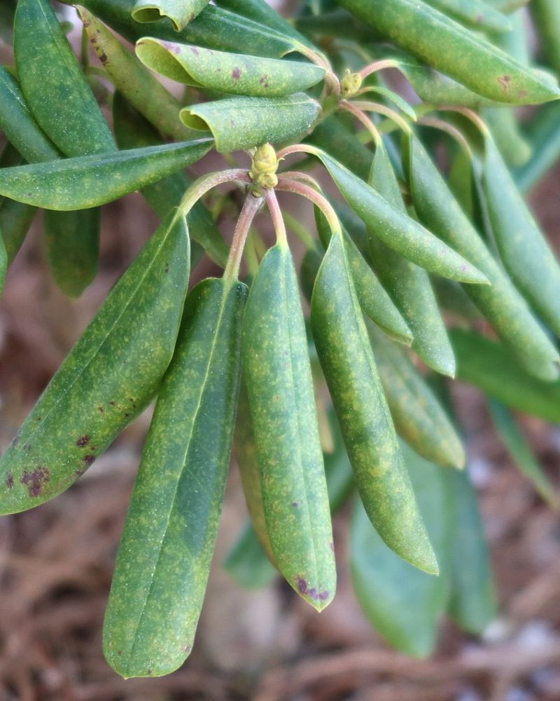 Curling Leaves