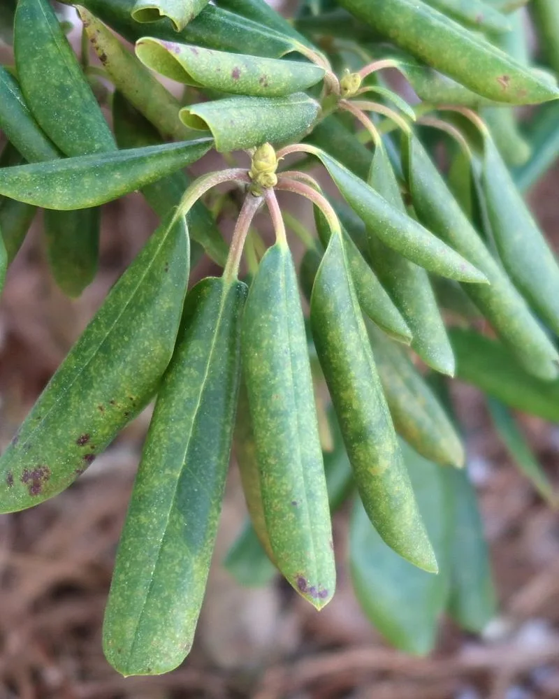 Curling Leaves