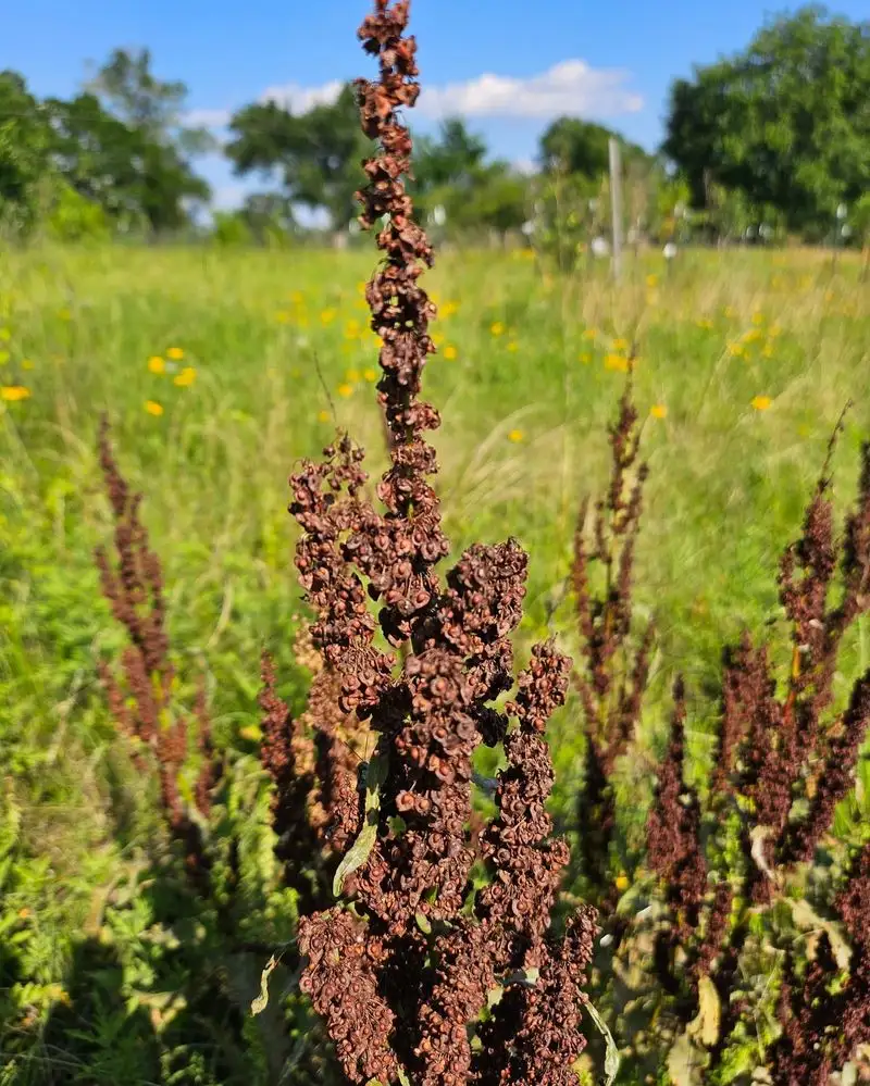 Curly Dock