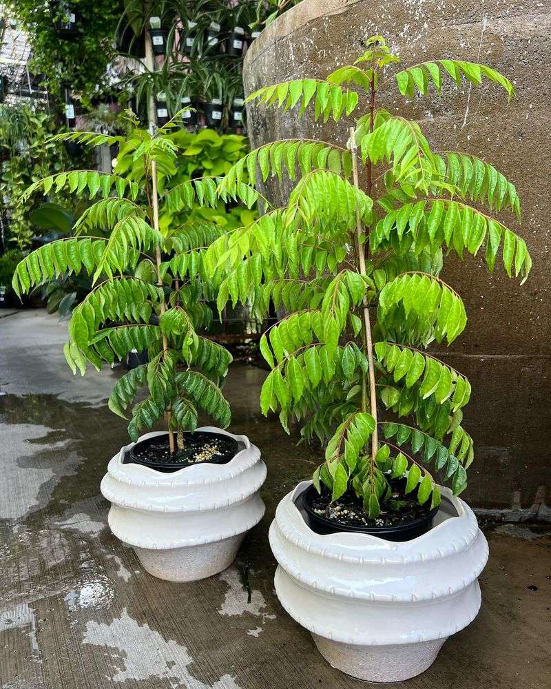 Curry Leaf
