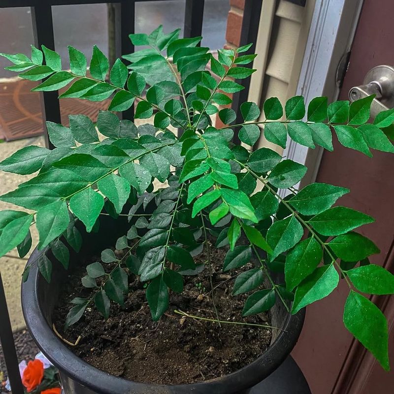Curry Plant