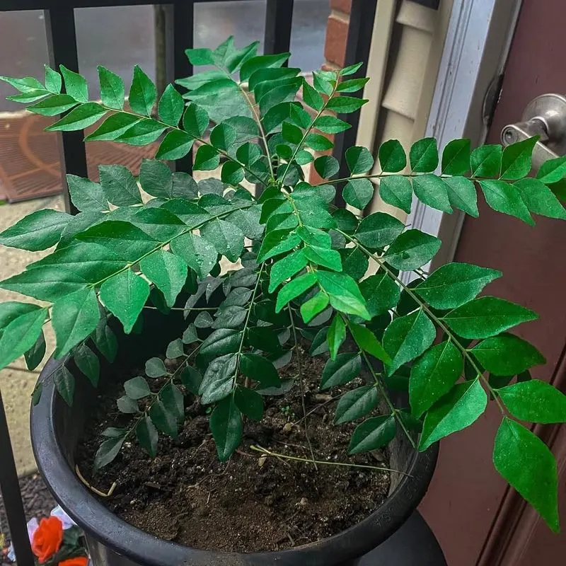 Curry Plant