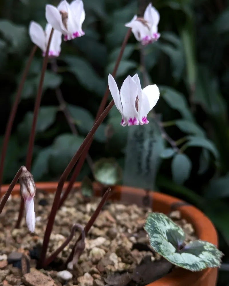 Cyclamen