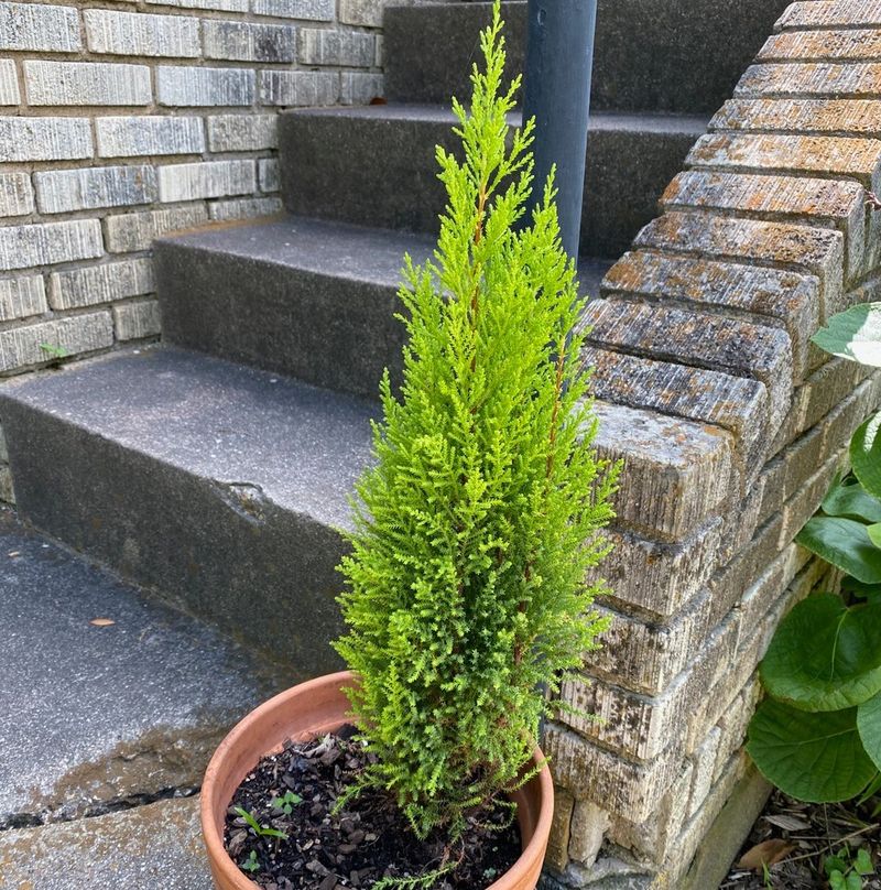 Cypress