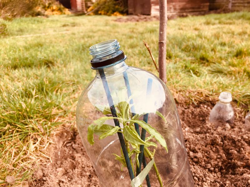 DIY Garden Cloche