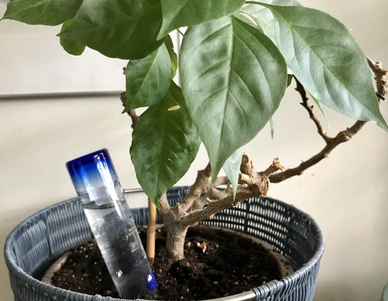 DIY Plant Watering Globe