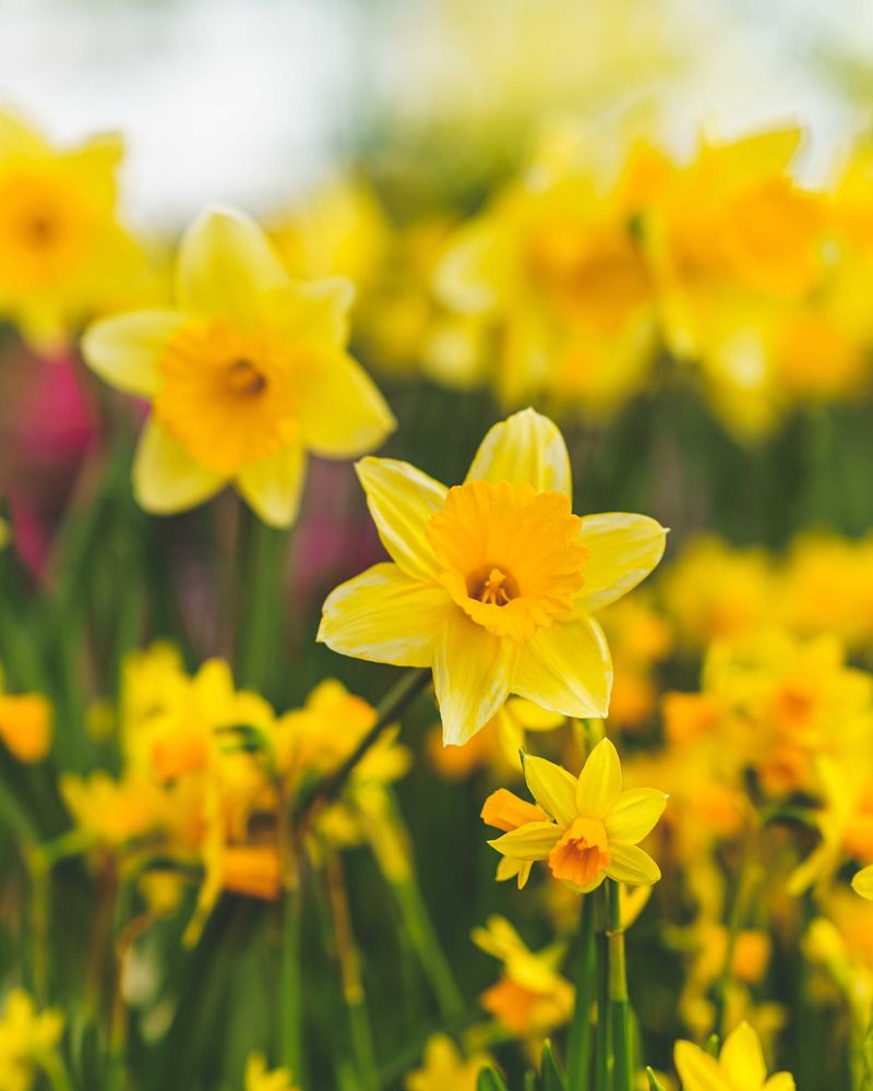 Daffodil