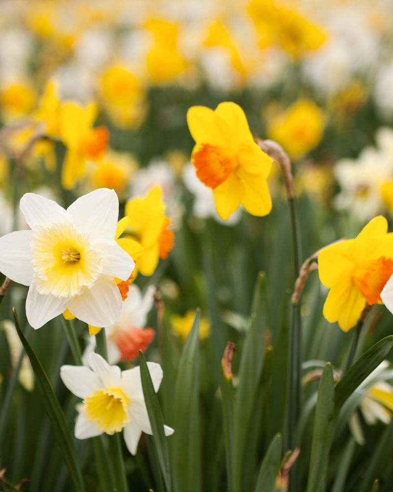 Daffodils