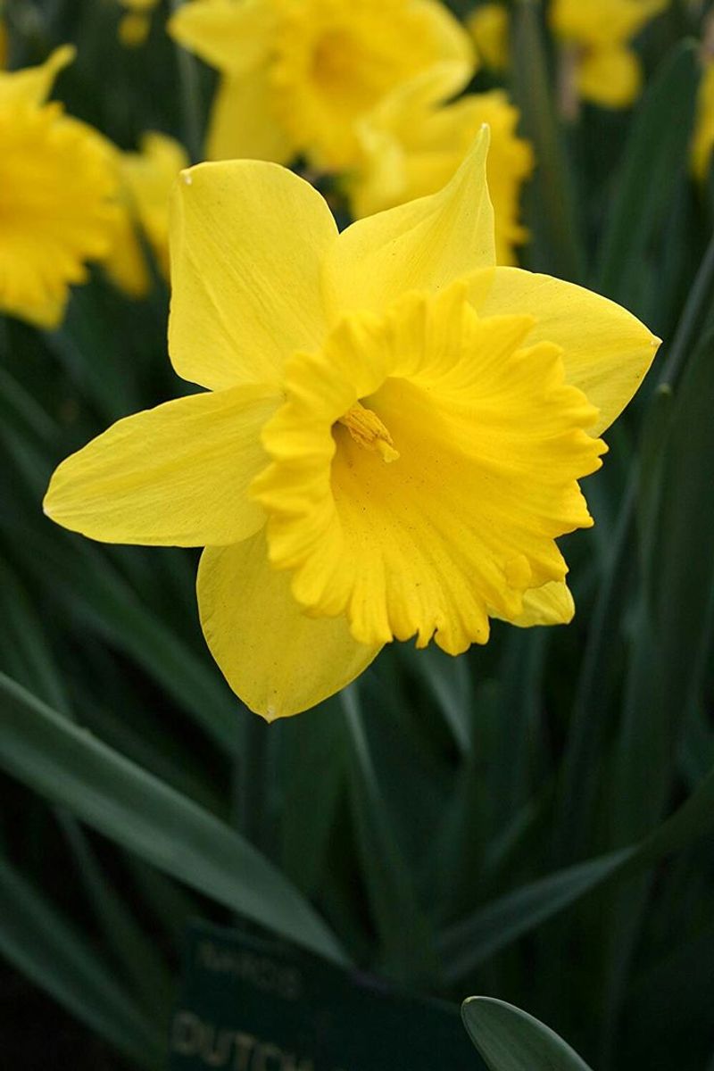 Daffodils