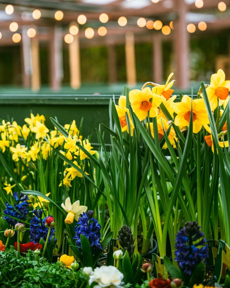 Daffodils