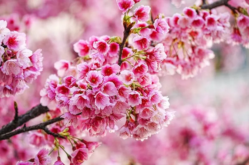 Cherry Blossom