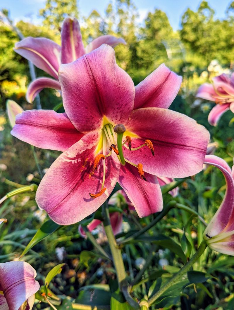 Lily