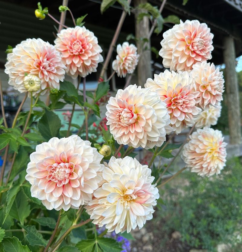 Dahlia