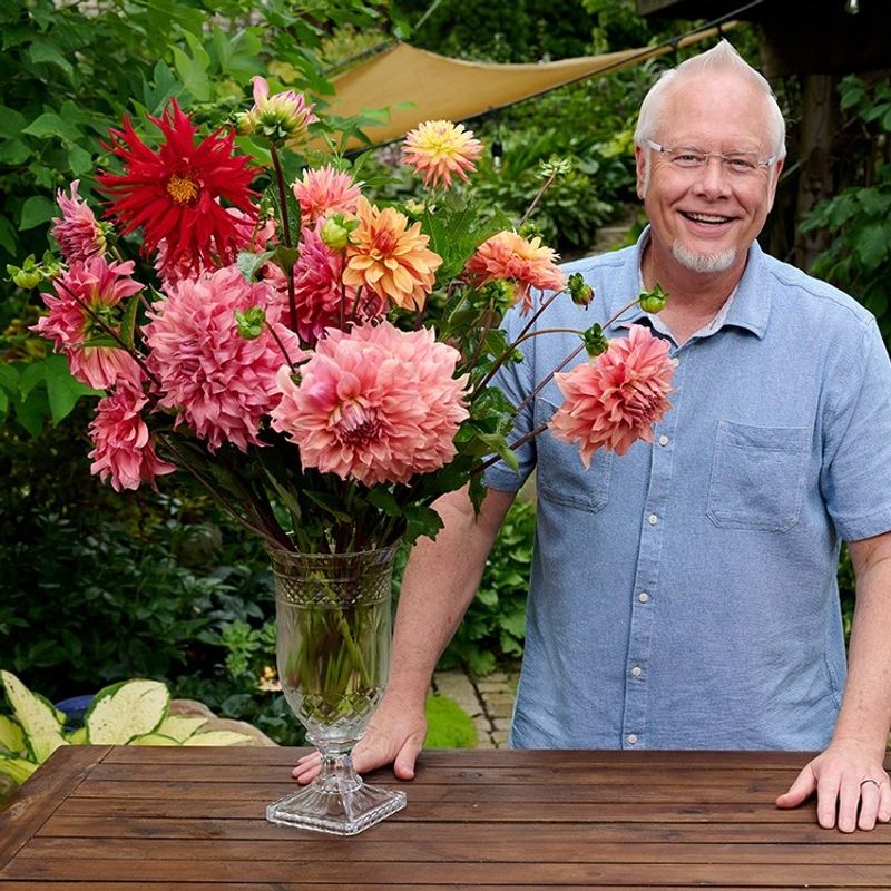 Dahlia Delight