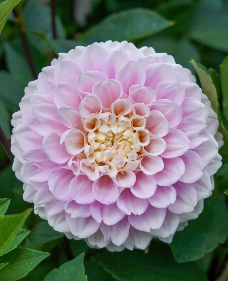 Dahlia