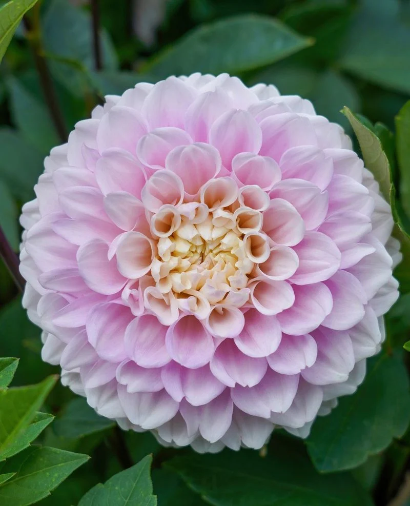 Dahlia