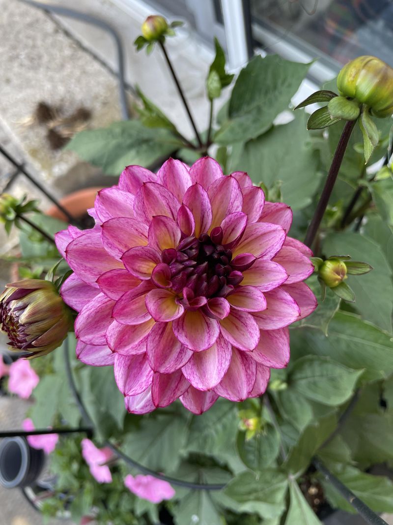 Dahlias
