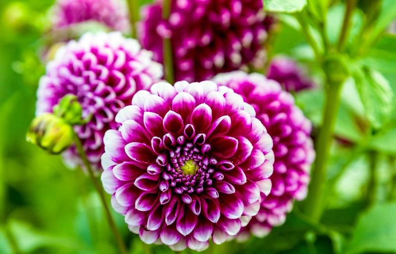 Dahlias