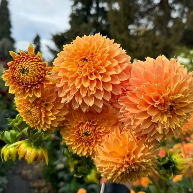 Dahlias