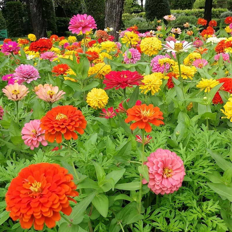 Dahlias and Zinnias