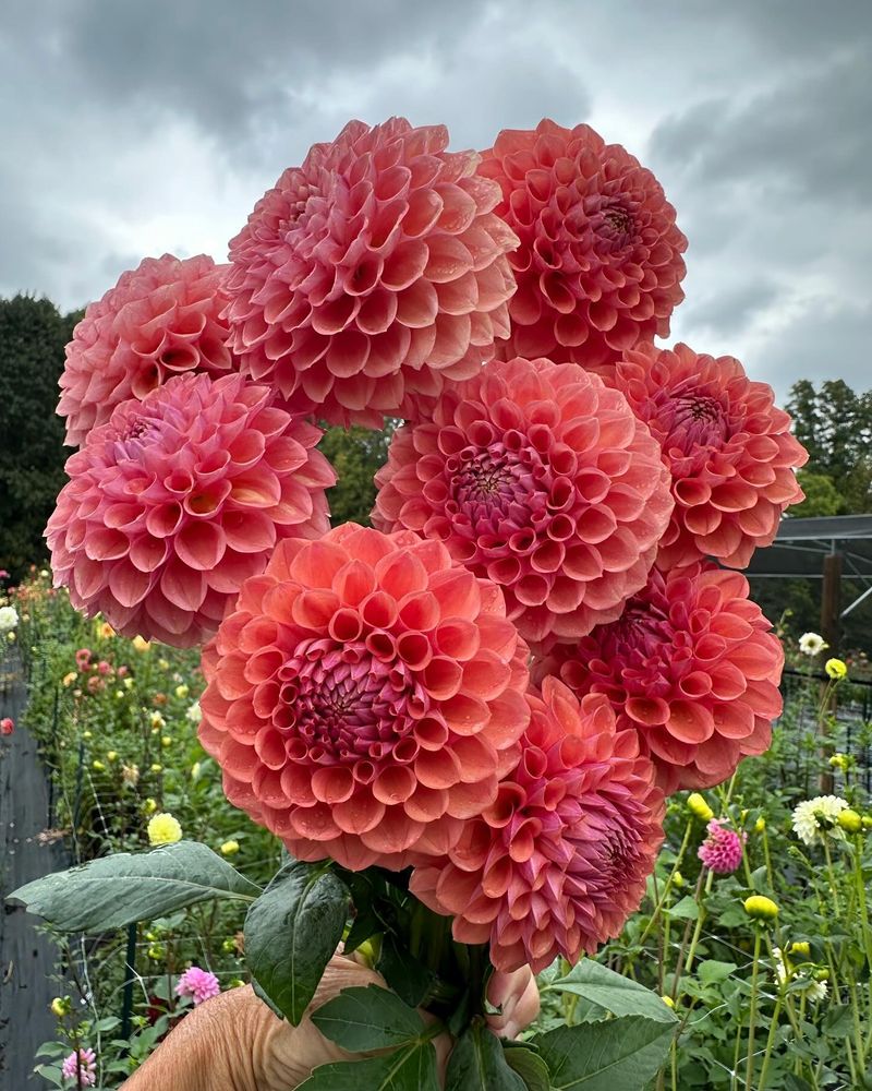 Dahlias