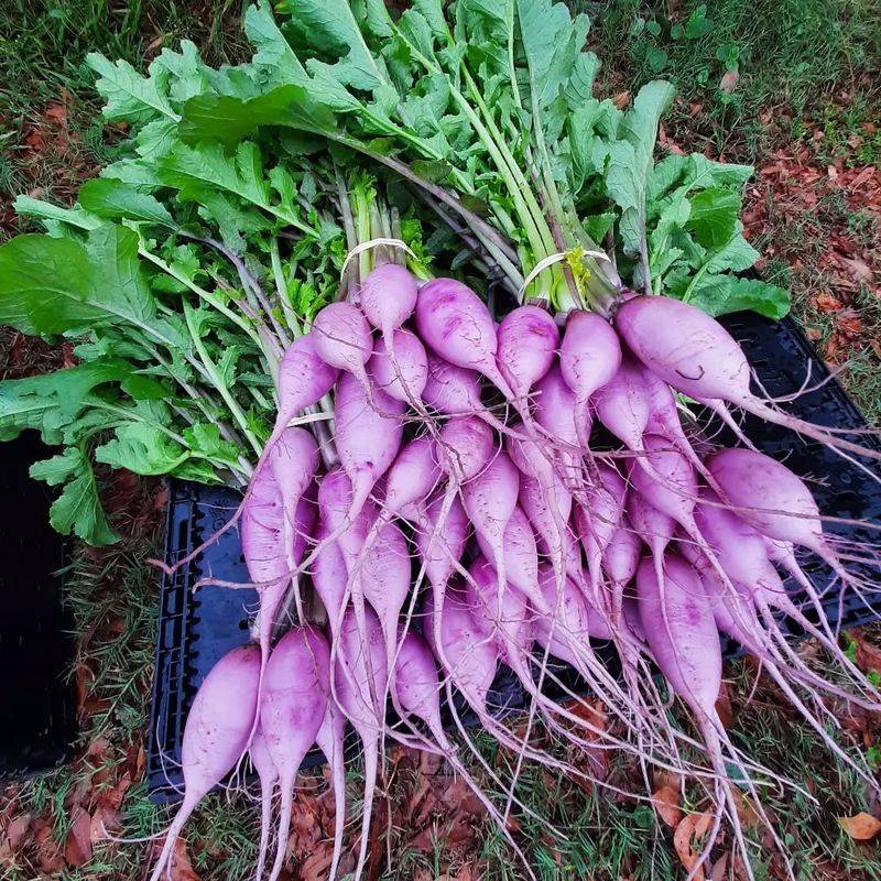 Daikon Radish