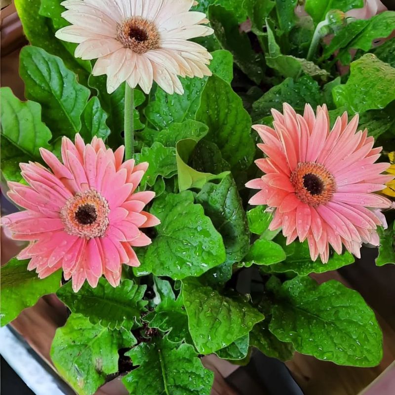 Daisies