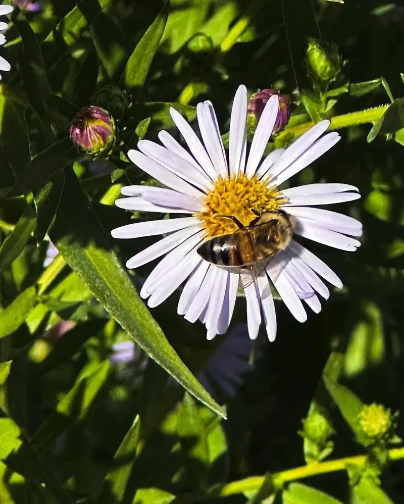 Daisies Are Pollinator Magnets