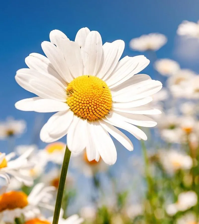 Daisies Can Bloom Year-Round