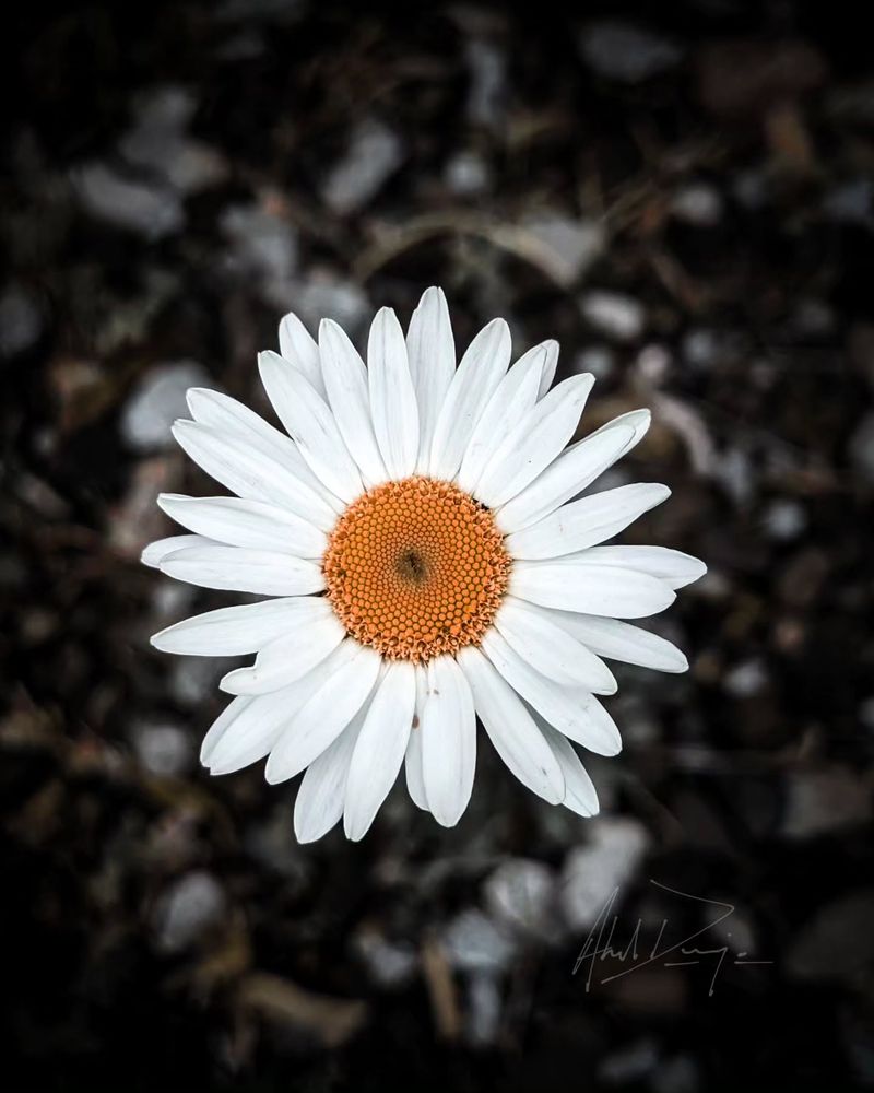 Daisies Symbolize Innocence