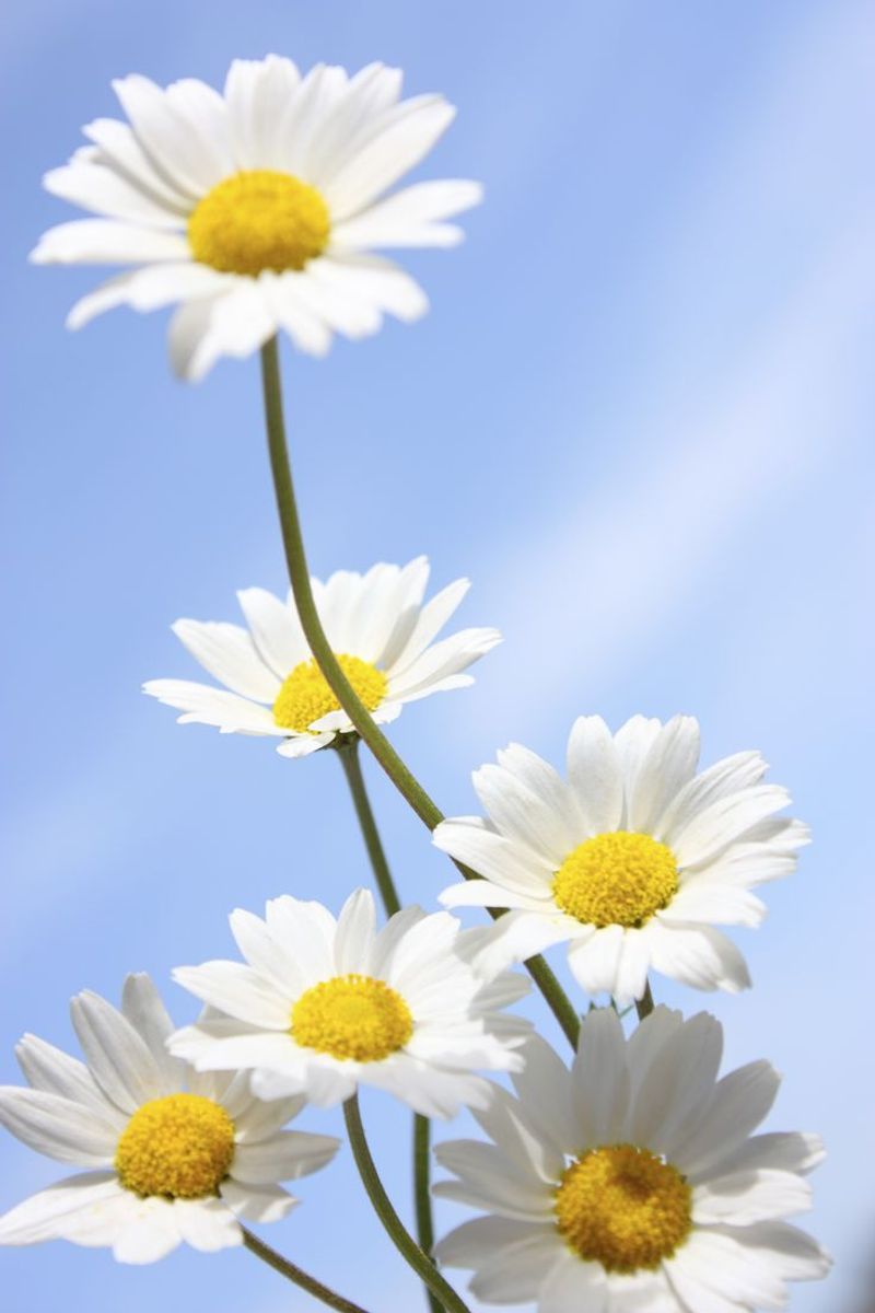 Daisies and Environmental Benefits
