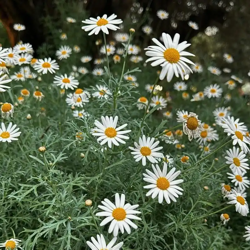 Daisies in Ancient Myths