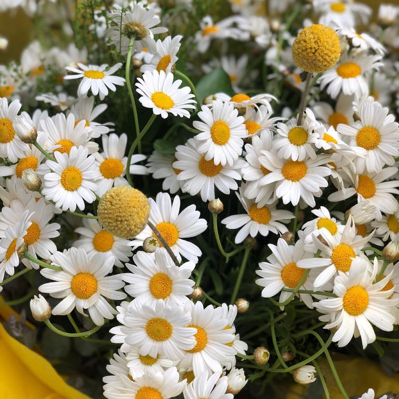 Daisies