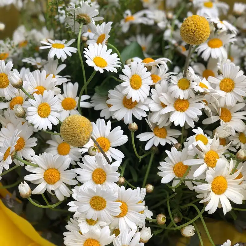 Daisies