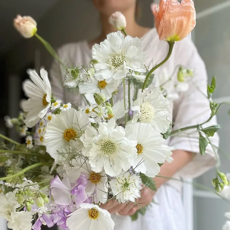 Daisy's Role in Folklore
