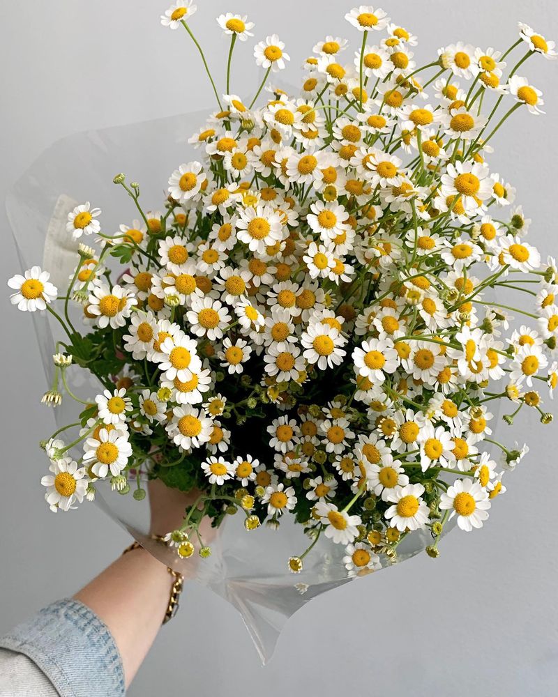 Daisy