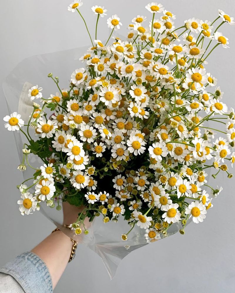 Daisy