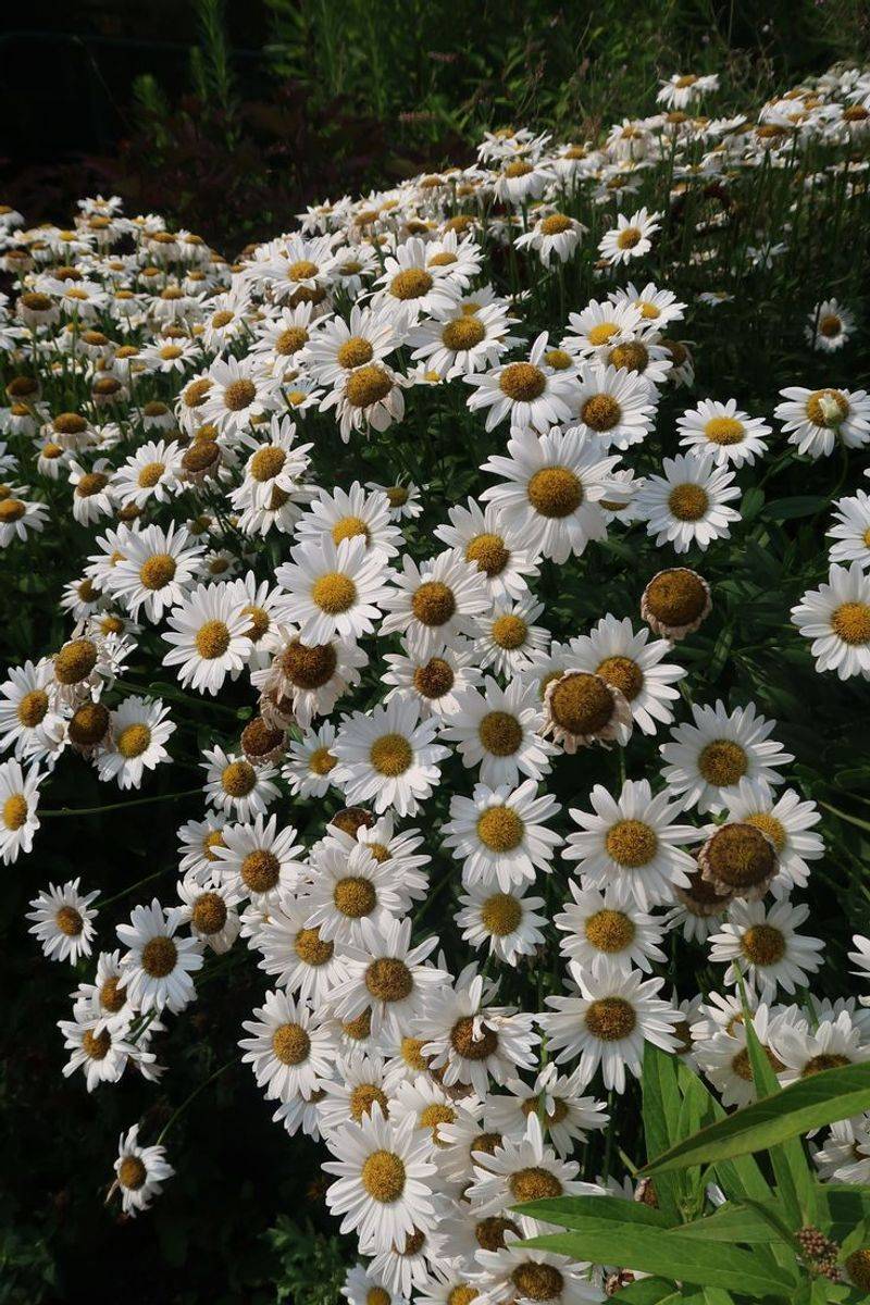 Daisy Chains and Childhood Memories