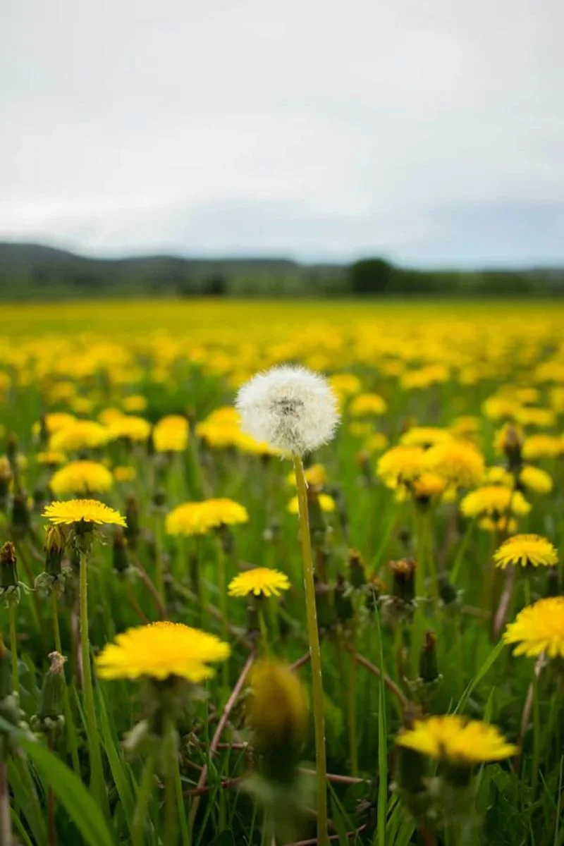 Dandelion