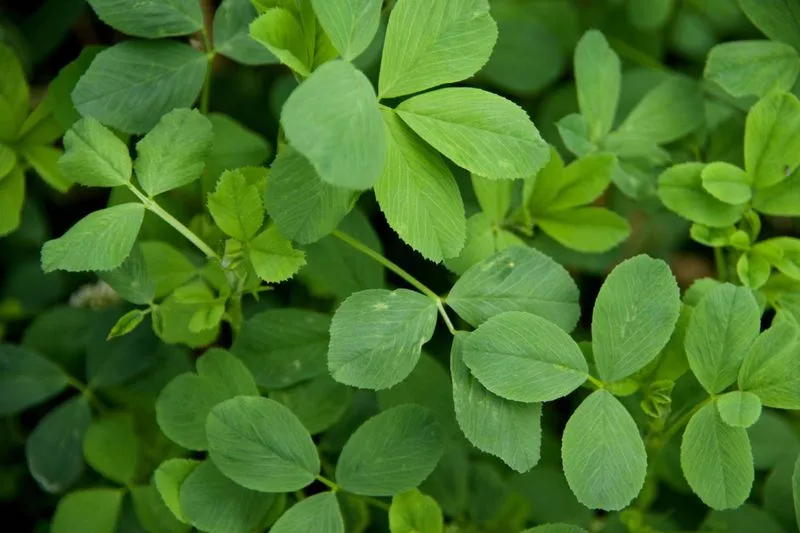 Alfalfa
