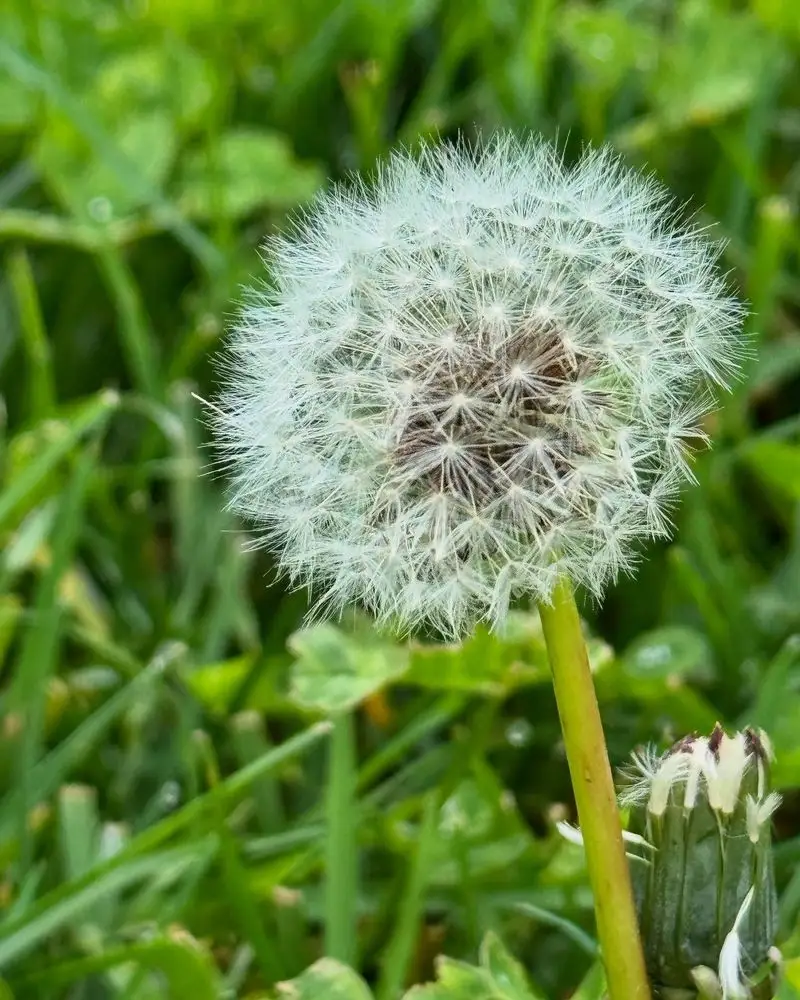 Dandelion
