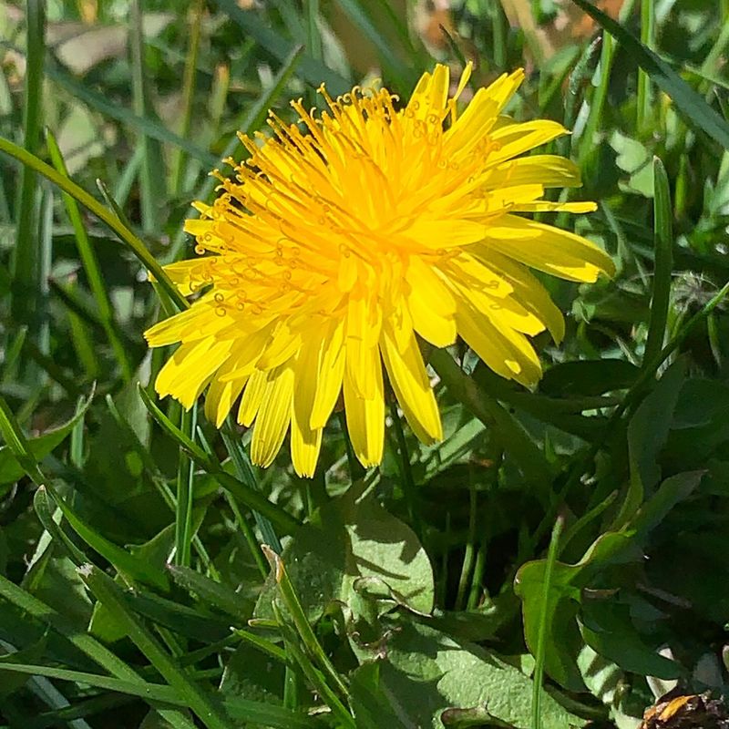 Dandelion