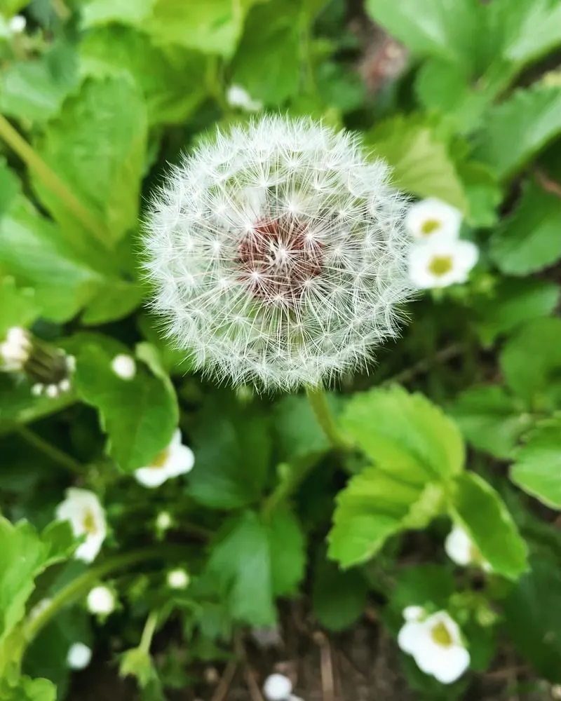 Dandelion